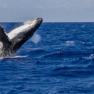 whale breaching