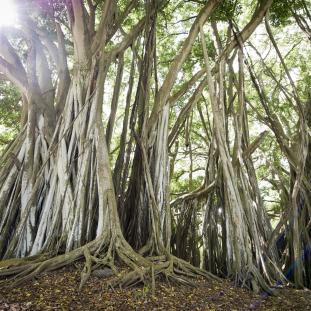 Banyan Tree