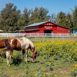 North Shore Stables