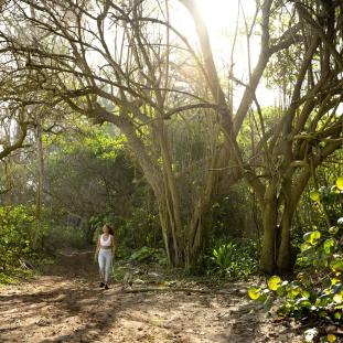 Oahu hiking trails