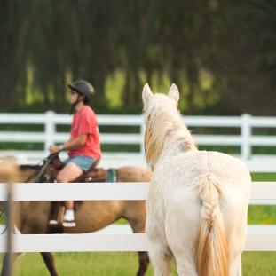 Stables at Turtle Bay