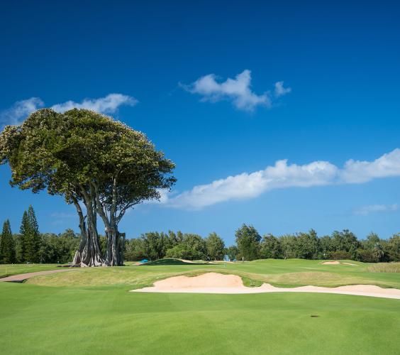 Turtle Bay golf course green