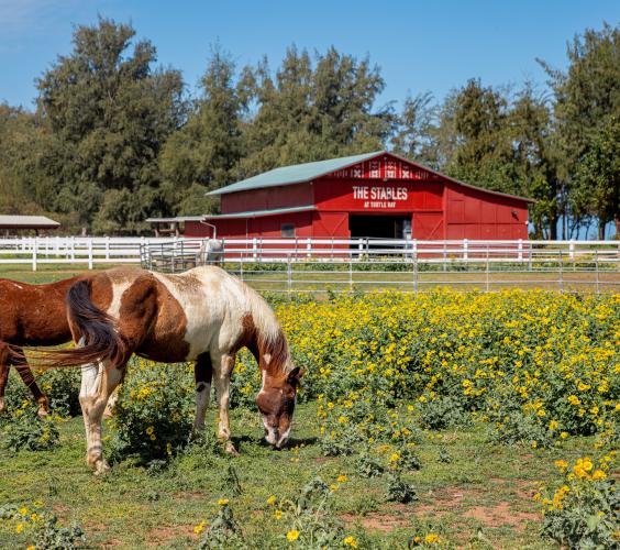 North Shore Stables