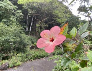 Hibiscus at Waimea Valley