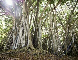 Banyan Tree