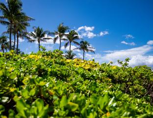 Palm trees landscape