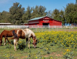 North Shore Stables