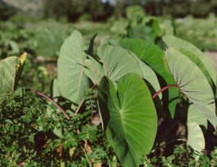 Kuilima Farm at Turtle Bay Resort