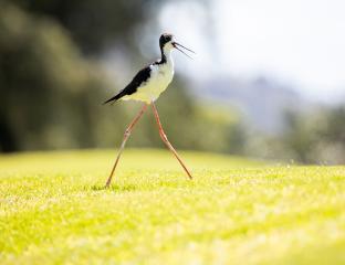 Hawaiian Stilt