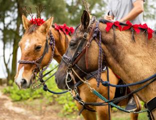 Reindeer Rides